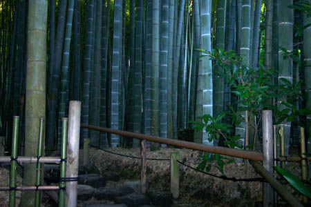 A bamboo garden near Tokyo